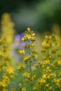Hairy St Johnâs-wort Hypericum hirsutum, yellow flowers